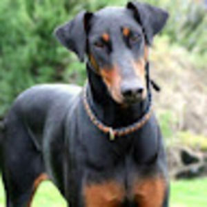 Meet your Posher, Austin